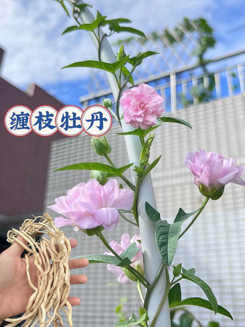 缠枝牡丹怎么种?视频教你方法!-第2张图片-宁夏农业信息网 缠枝牡丹怎么种?视频教你方法!-第2张图片-宁夏农业信息网