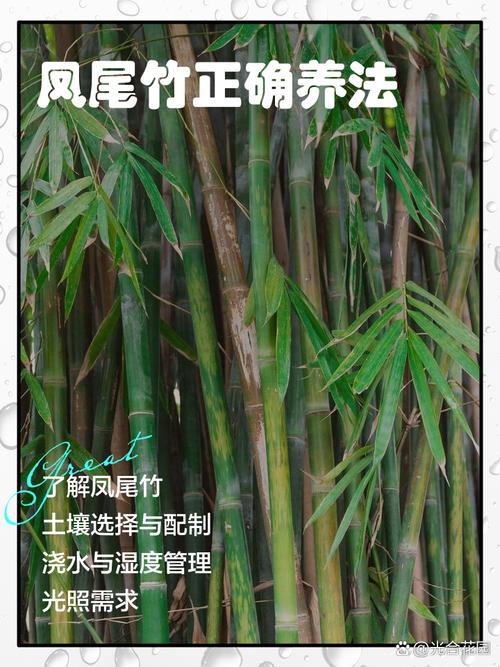 冬天凤尾竹怎么养才好？-第1张图片-宁夏农业信息网