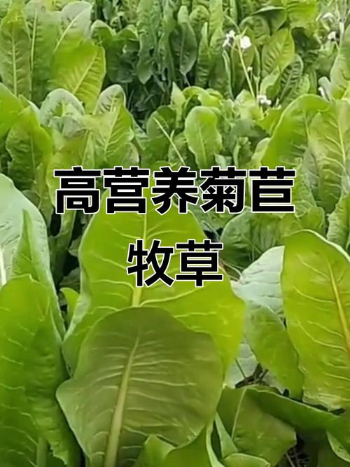 高产高营养喂猪牧草品种有哪些?-第1张图片-宁夏农业信息网 高产高营养喂猪牧草品种有哪些?-第1张图片-宁夏农业信息网