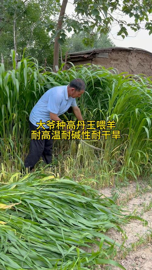 高产高营养喂猪牧草品种有哪些?-第2张图片-宁夏农业信息网 高产高营养喂猪牧草品种有哪些?-第2张图片-宁夏农业信息网