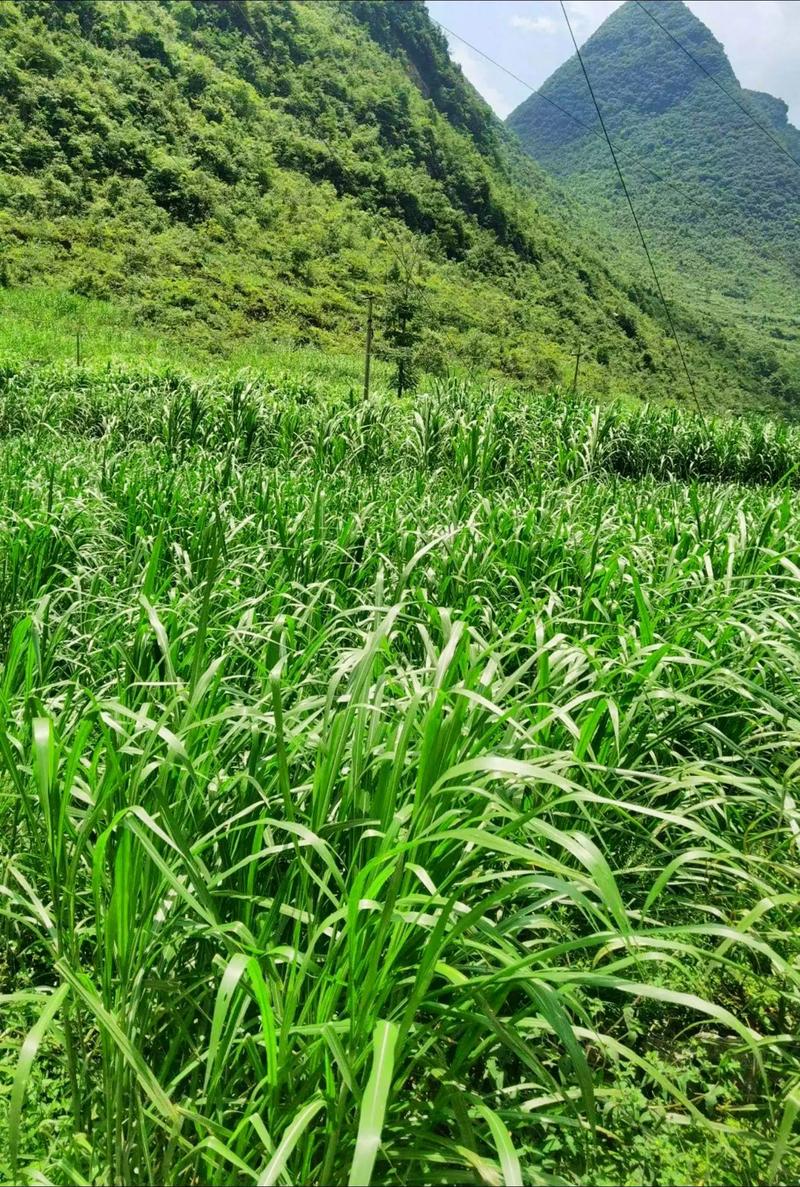 高产高营养喂猪牧草品种有哪些?-第3张图片-宁夏农业信息网 高产高营养喂猪牧草品种有哪些?-第3张图片-宁夏农业信息网