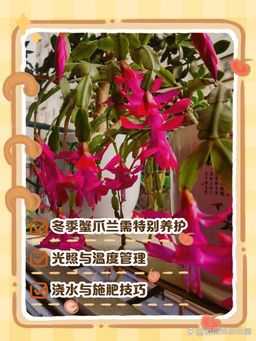 冬天蟹爪兰怎么养才开花？-第1张图片-宁夏农业信息网