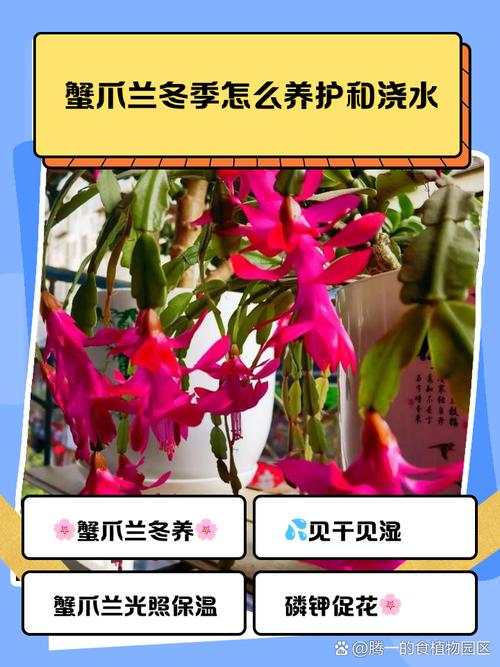 冬天蟹爪兰怎么养才开花？-第2张图片-宁夏农业信息网