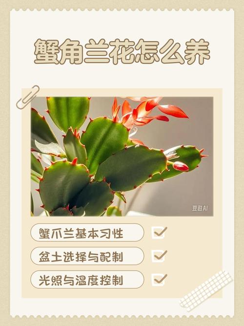 冬天蟹爪兰怎么养才开花？-第3张图片-宁夏农业信息网