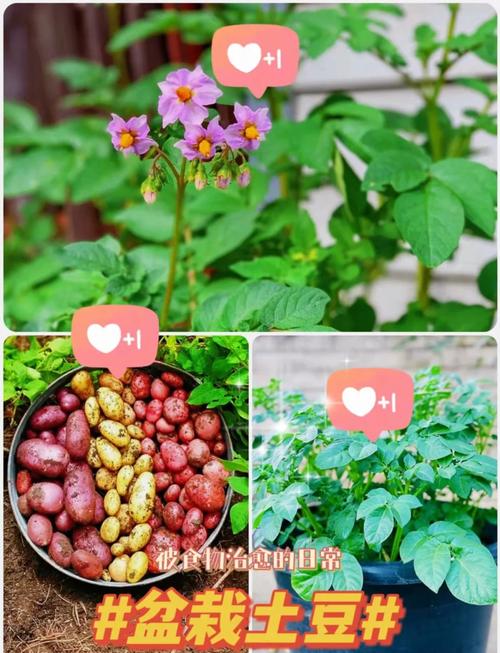 春季土豆怎么种才高产？-第1张图片-宁夏农业信息网