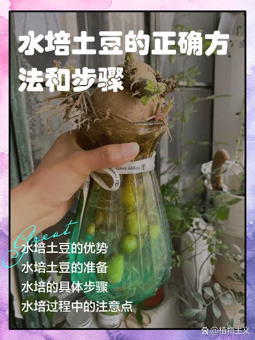 春季土豆怎么种才高产？-第3张图片-宁夏农业信息网