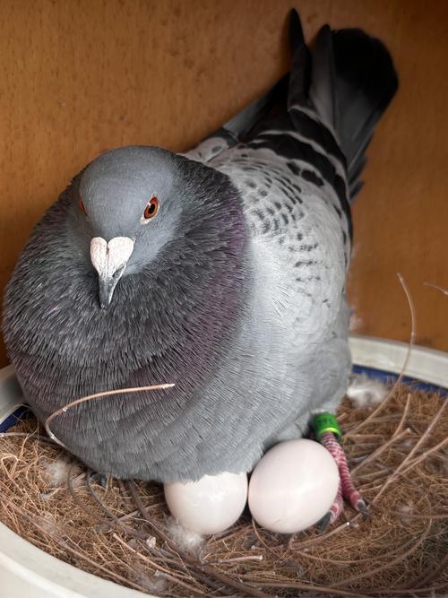 什么品种的鸽子产蛋量最高？-第1张图片-宁夏农业信息网