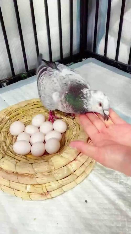 什么品种的鸽子产蛋量最高？-第2张图片-宁夏农业信息网