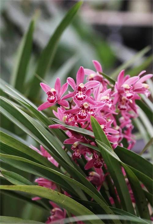 北方兰花有哪些常见品种？-第2张图片-宁夏农业信息网