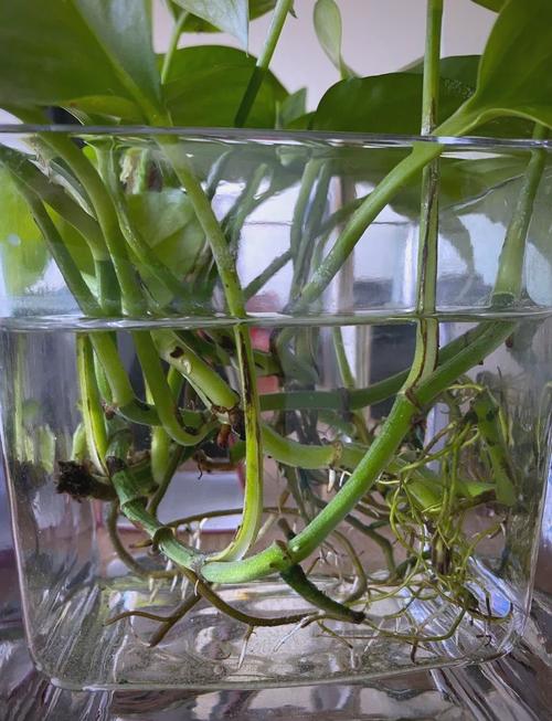 绿萝海绵扦插视频怎么操作？-第2张图片-宁夏农业信息网