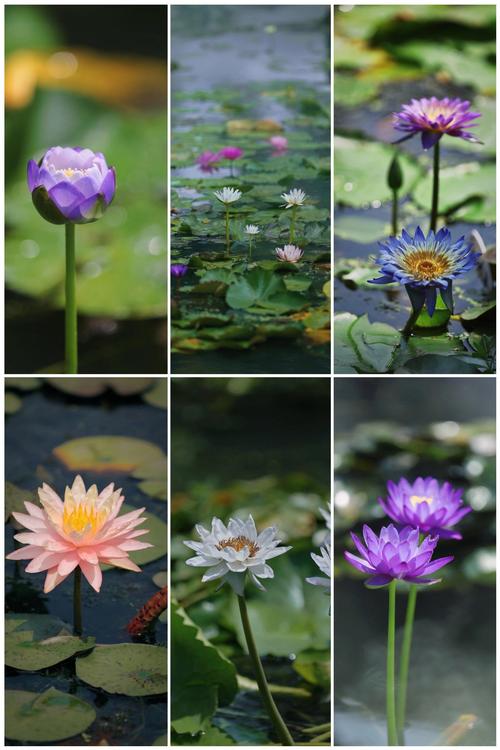 睡莲品种到底有多少？-第1张图片-宁夏农业信息网