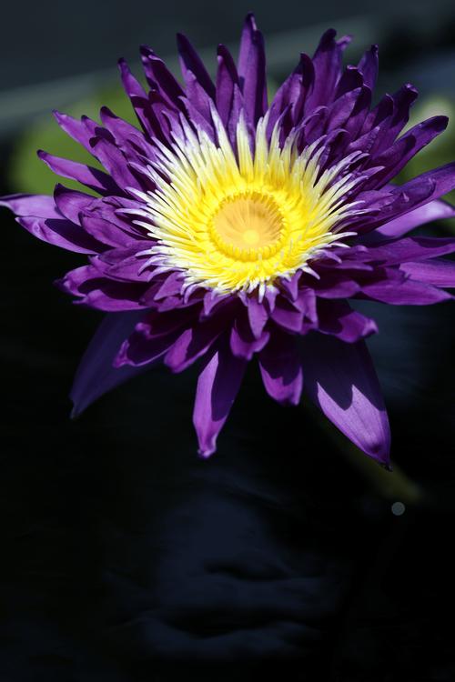 睡莲品种到底有多少？-第2张图片-宁夏农业信息网