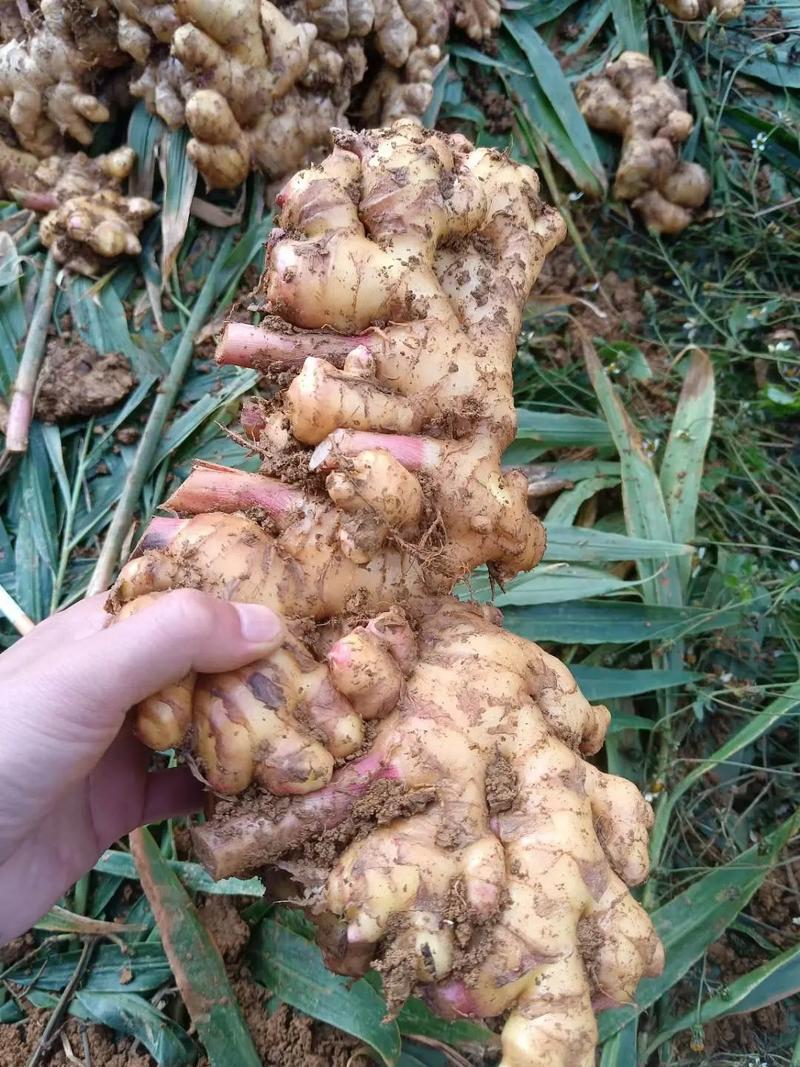 生姜什么品种产量最高？-第1张图片-宁夏农业信息网