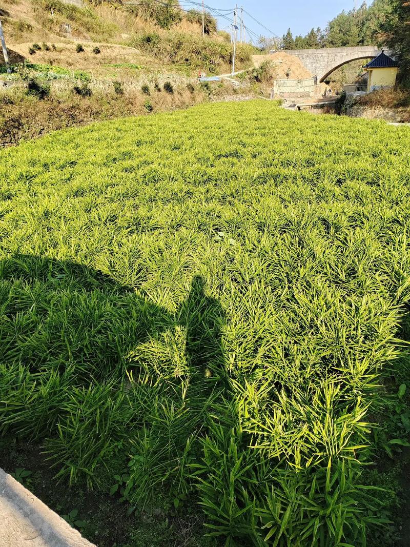 生姜什么品种产量最高？-第3张图片-宁夏农业信息网