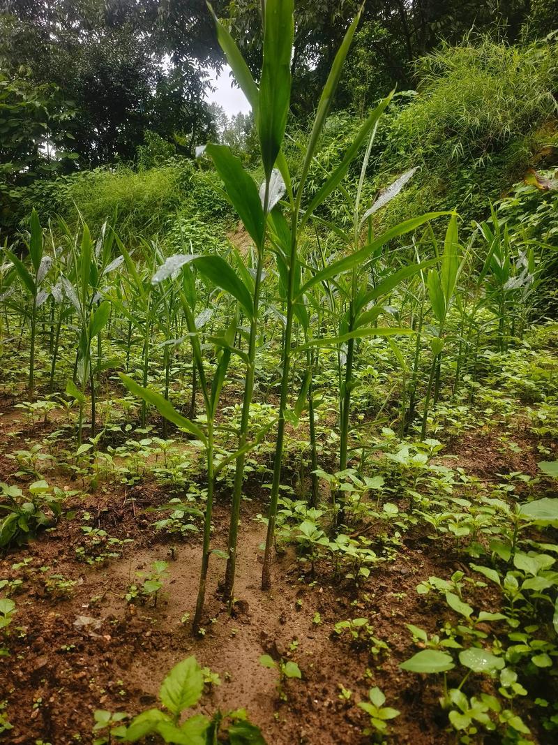 生姜什么品种产量最高？-第2张图片-宁夏农业信息网