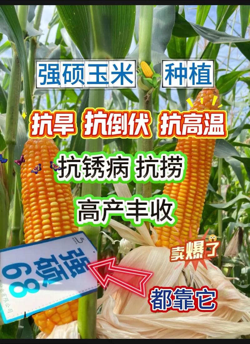 新育816玉米品种有何特点？-第1张图片-宁夏农业信息网