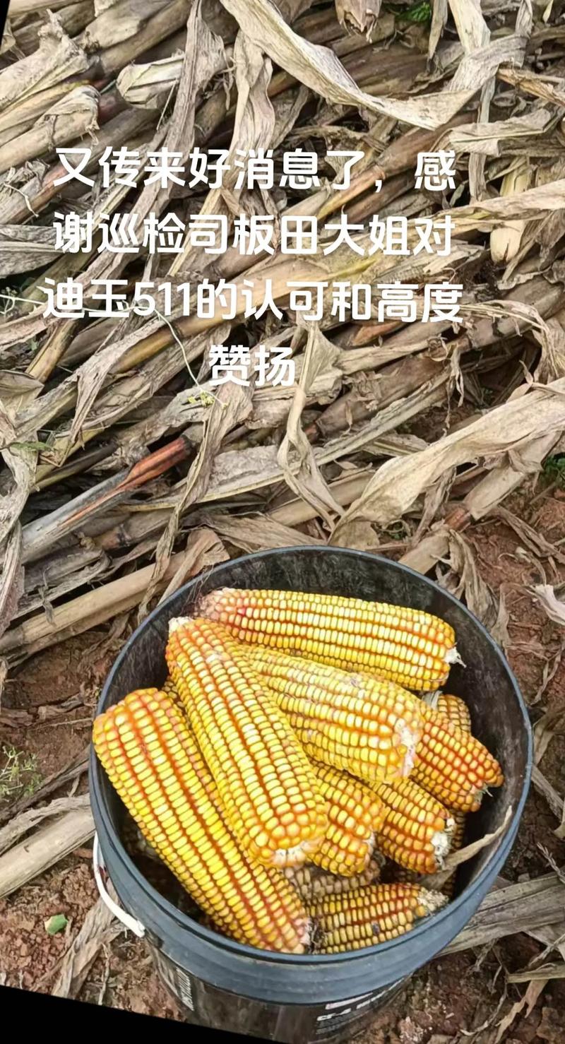 新育816玉米品种有何特点？-第2张图片-宁夏农业信息网