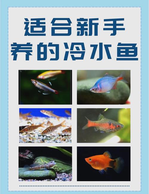 哪些水产品种能在低氧环境中生存?-第2张图片-宁夏农业信息网 哪些水产品种能在低氧环境中生存?-第2张图片-宁夏农业信息网