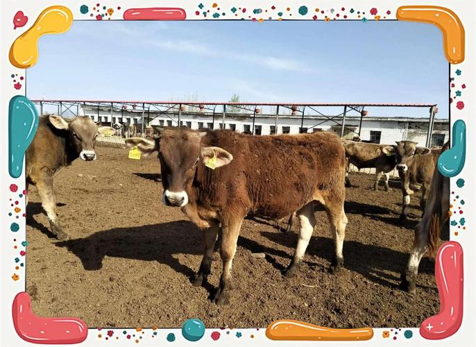 新疆养殖肉牛什么品种最合适？-第1张图片-宁夏农业信息网