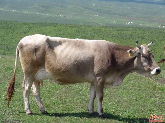 新疆养殖肉牛什么品种最合适？-第3张图片-宁夏农业信息网