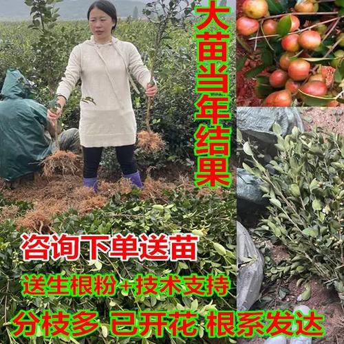 矮化油茶苗常见品种有哪些？-第1张图片-宁夏农业信息网