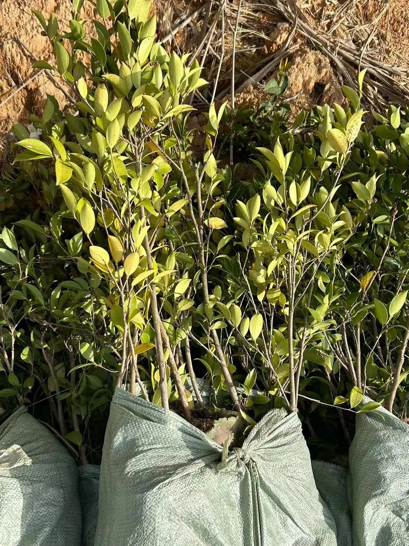 矮化油茶苗常见品种有哪些？-第2张图片-宁夏农业信息网