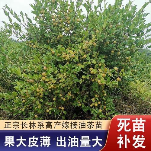 矮化油茶苗常见品种有哪些？-第3张图片-宁夏农业信息网