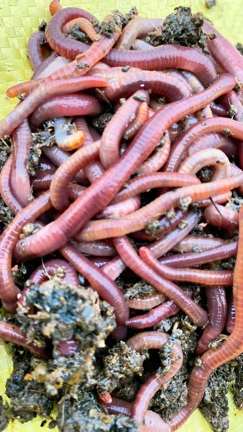 北方蚯蚓养殖什么品种好-第1张图片-宁夏农业信息网 北方蚯蚓养殖什么品种好-第1张图片-宁夏农业信息网