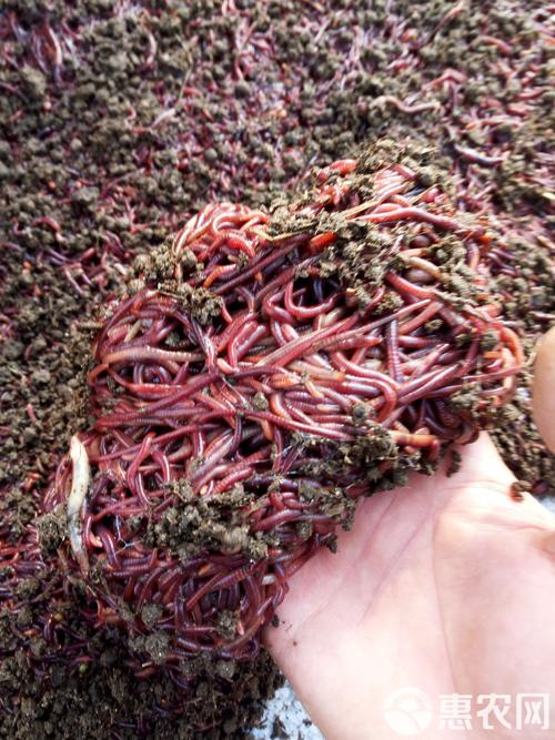 北方蚯蚓养殖什么品种好-第3张图片-宁夏农业信息网