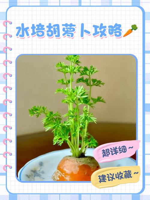 水培蔬菜怎么吃才正确？-第1张图片-宁夏农业信息网