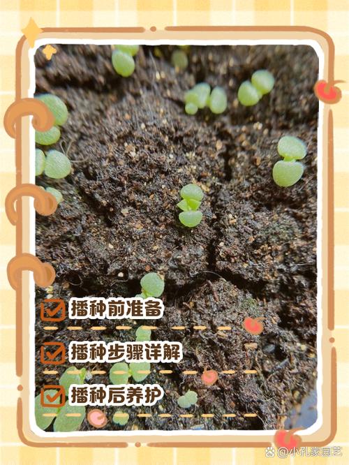 多肉种植视频哪里下载？-第1张图片-宁夏农业信息网