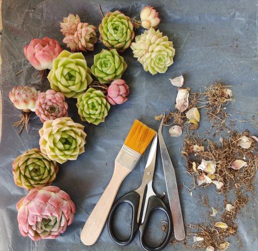 多肉种植视频哪里下载？-第2张图片-宁夏农业信息网