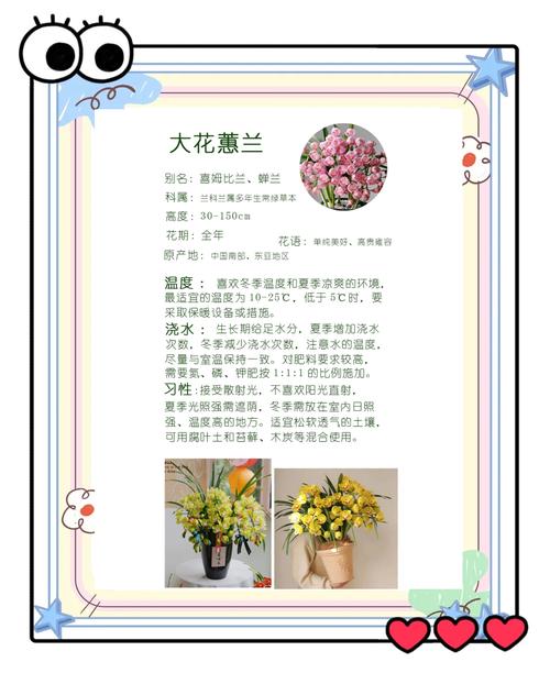 大花蕙兰花怎么养殖方法-第2张图片-宁夏农业信息网