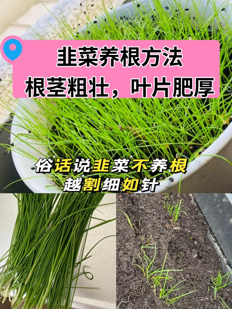 无土韭菜怎么种？时间、方法有哪些关键？-第1张图片-宁夏农业信息网
