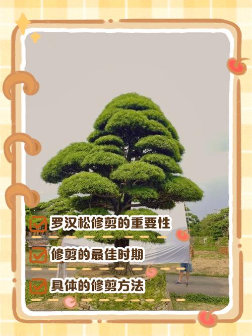 查看罗汉松修剪方法图解-第3张图片-宁夏农业信息网