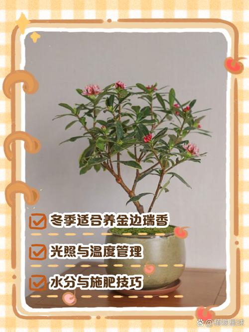 瑞香怎么养？刚收到的瑞香怎么养？-第1张图片-宁夏农业信息网