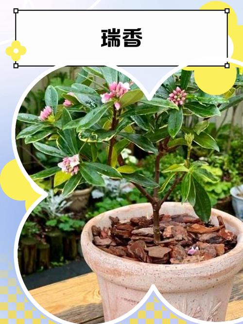 瑞香怎么养？刚收到的瑞香怎么养？-第3张图片-宁夏农业信息网