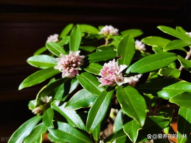 瑞香怎么养？刚收到的瑞香怎么养？-第2张图片-宁夏农业信息网