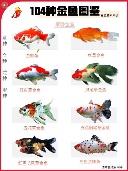 金鱼品种不同，饲养技术有何差异？-第2张图片-宁夏农业信息网
