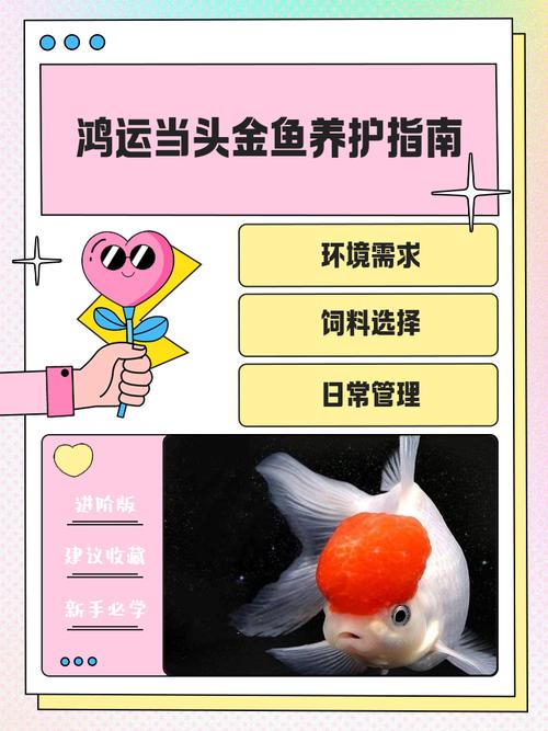 金鱼品种不同，饲养技术有何差异？-第3张图片-宁夏农业信息网