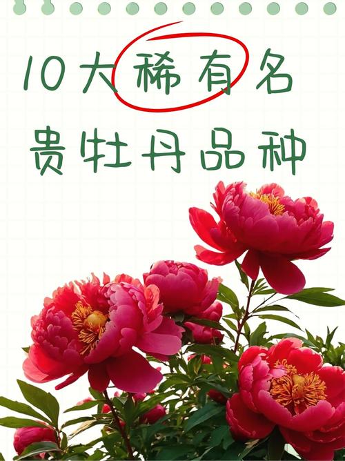 名贵牡丹品种有哪些？-第1张图片-宁夏农业信息网