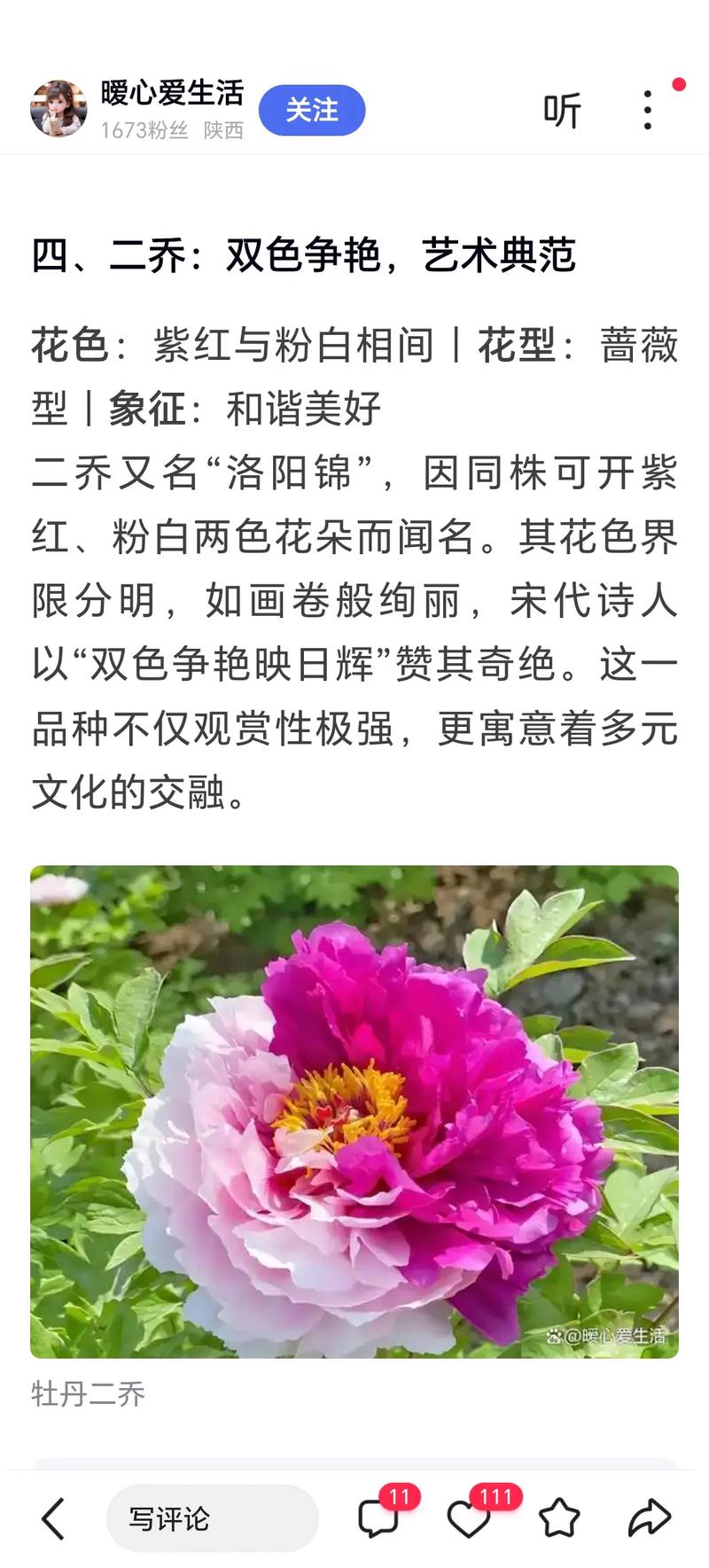 名贵牡丹品种有哪些？-第2张图片-宁夏农业信息网