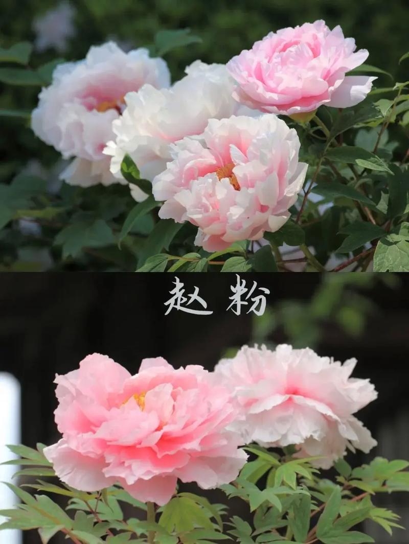 名贵牡丹品种有哪些？-第3张图片-宁夏农业信息网