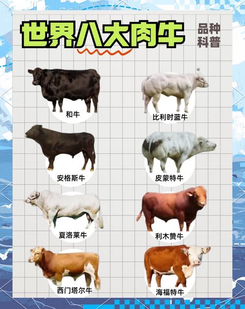 中国优良肉牛品种有哪些？-第1张图片-宁夏农业信息网