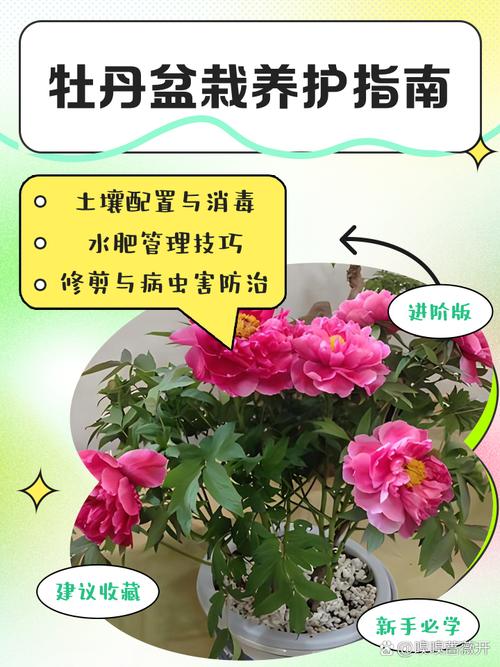 家庭牡丹花怎么种？视频教你轻松养好-第1张图片-宁夏农业信息网