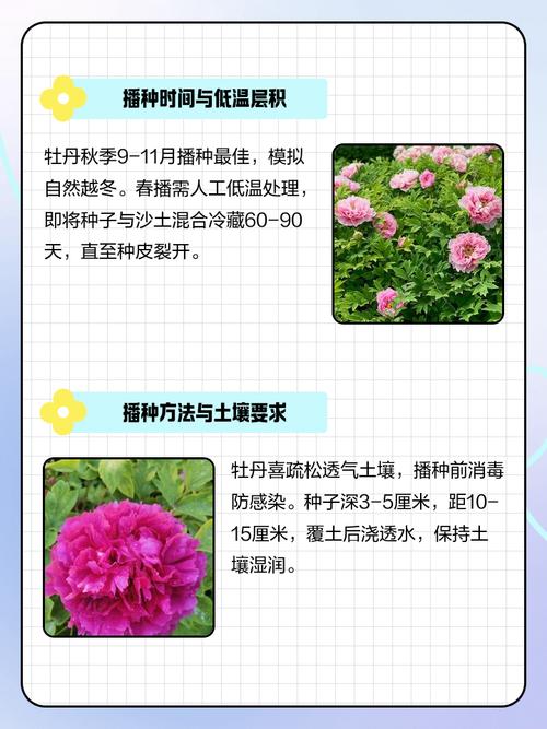 家庭牡丹花怎么种？视频教你轻松养好-第2张图片-宁夏农业信息网