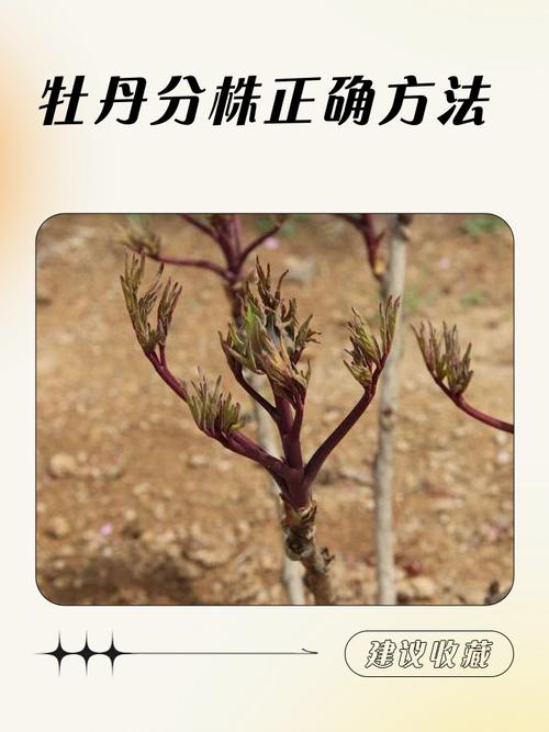 家庭牡丹花怎么种？视频教你轻松养好-第3张图片-宁夏农业信息网