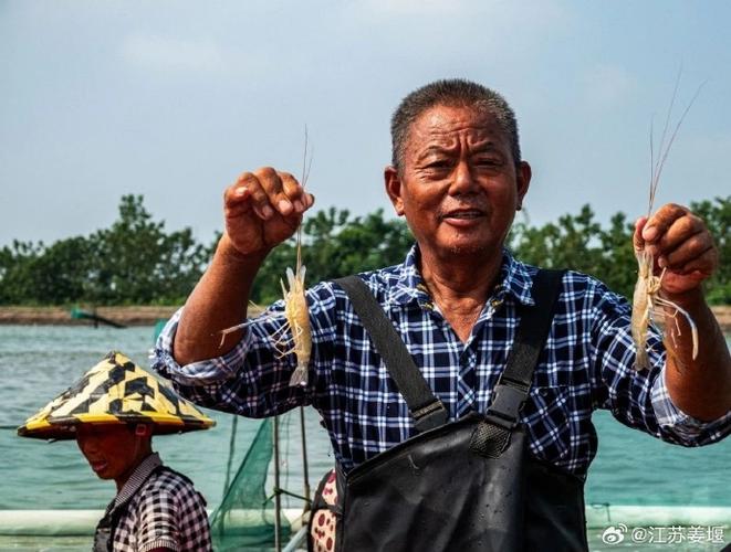 江苏泰州水产养殖大户有何致富秘诀？-第1张图片-宁夏农业信息网