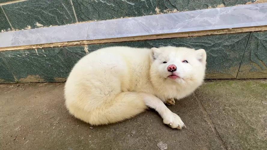 家养狐狸品种有哪些?-第3张图片-宁夏农业信息网 家养狐狸品种有哪些?-第3张图片-宁夏农业信息网