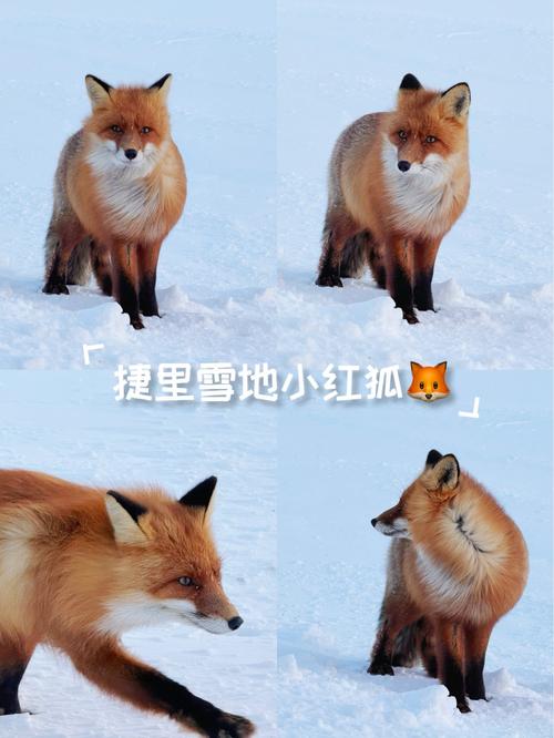 家养狐狸品种有哪些?-第1张图片-宁夏农业信息网 家养狐狸品种有哪些?-第1张图片-宁夏农业信息网